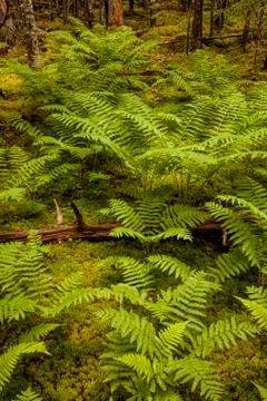 A luxuriant patch of early Summer Cinnamon ferns grows in thick, moist moss in a Fotos de archivo