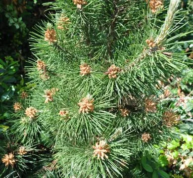 Luxuriant pine Stock Photos