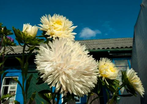 Luxurious Aster flower Stock Photos