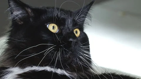 Luxurious beautiful cat Stock Footage 30588123