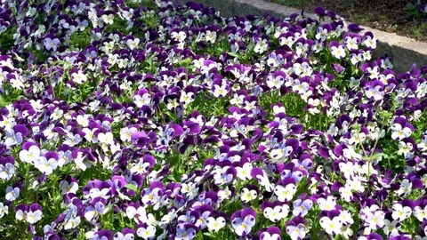 Luxurious Blooming Violets - No Wind - Umekoji Park, Kyoto, Japan – 4K Stock Footage 107219717