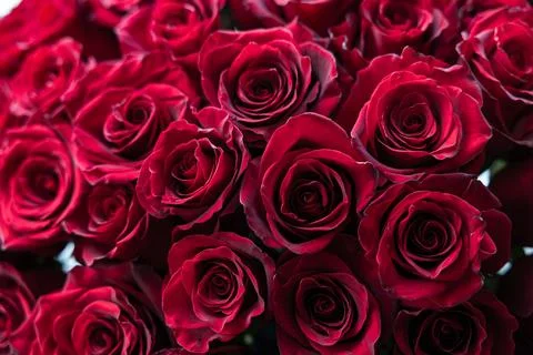 Luxurious Close-up of Deep Red Roses with Velvet Texture Stock Photos