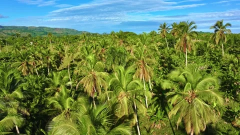 Luxurious coconut palms in a summer mountain landscape. Stock Footage 327770651
