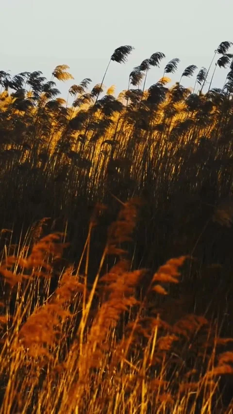 Luxurious Golden Grass Waves in Sunset Light Stock Footage 337082706