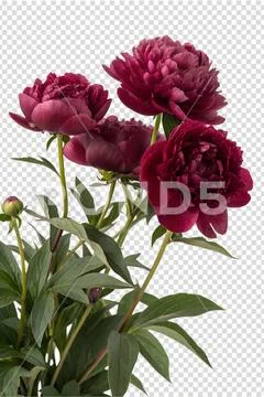 Luxurious maroon peony bouquet in full bloom PSD Template