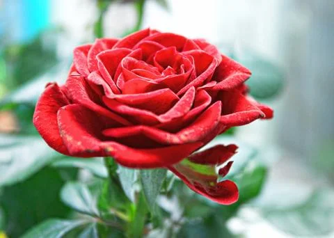 Luxurious red rose Stock Photos