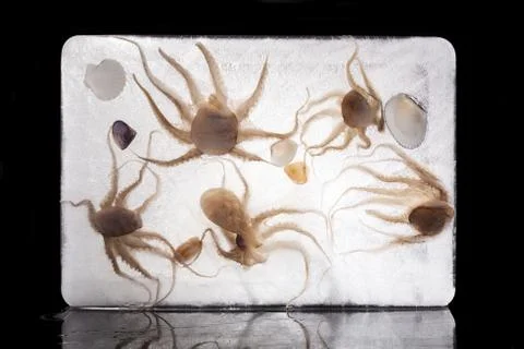 Luxurious seafood background. Stock Photos