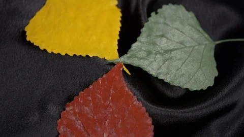 Luxury 3 colour populus leaf rotating on black 4k. Stock Footage 97356629