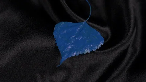 Luxury blue populus leaf rotating on black 4k. Stock Footage 97353451