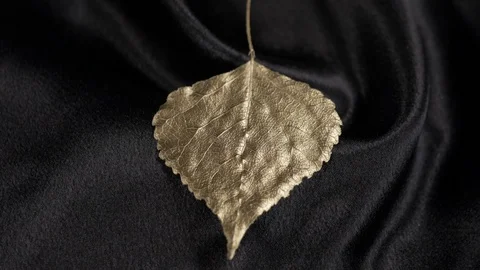 Luxury bronze populus leaf rotating on black 4k. Stock Footage 97358606
