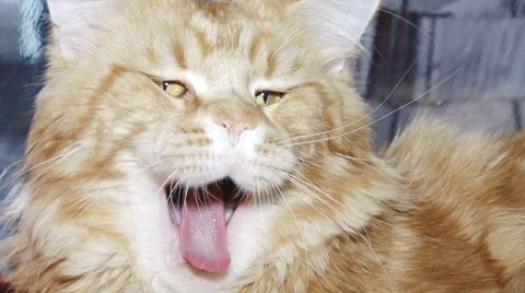 Luxury cat Stock Footage 30587937