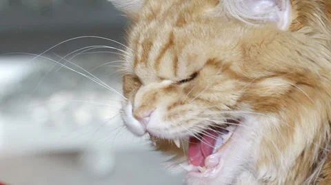 Luxury cat Video stock 30588332