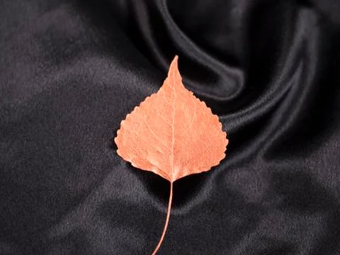 Luxury copper populus leaf on black Stock Photos