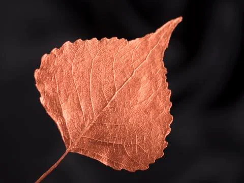 Luxury copper populus leaf on black closeup Stock Photos