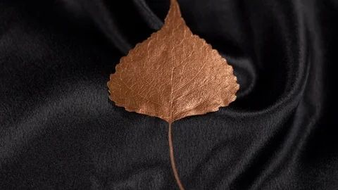 Luxury copper populus leaf rotating on black 4k. Stockbeeldmateriaal 97357385