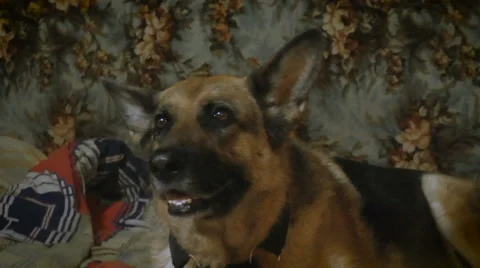 Luxury German shepherd lying on the couch and looking around Stock Footage 68189485