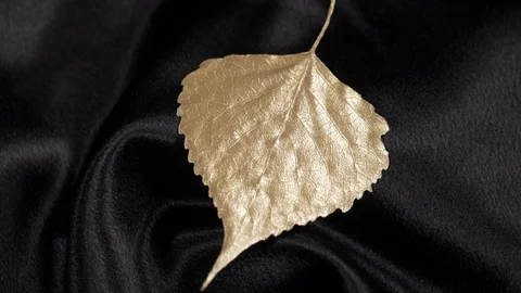 Luxury gold populus leaf rotating on black 4k. Stock Footage 97357255
