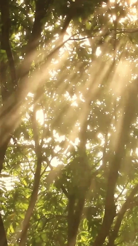 Luxury Golden Sunlight Filtering Through Leaves Video stock 337082707