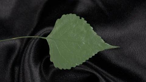 Luxury green populus leaf rotating on black 4k. Stock Footage 97358444