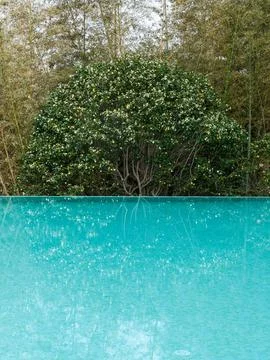 Luxury Infinity Pool Overlooking Lush Greenery Stock Photos