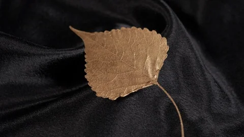 Luxury light copper populus leaf rotating on black 4k. Stock Footage 97355985