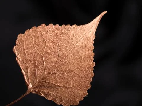 Luxury light copper populus leaf on black closeup Stock Photos