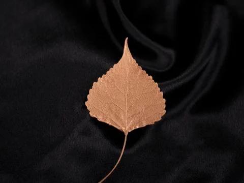 Luxury light copper populus leaf on black Stock Photos