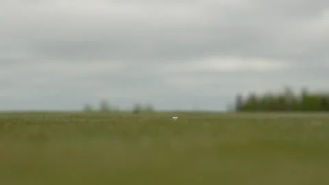 Luxury Ocean Golf Resort Close-Up Golf Ball Drive Stock Footage 343314431
