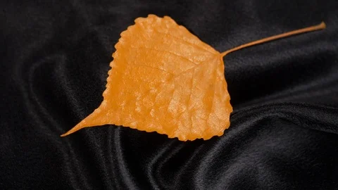 Luxury orange populus leaf rotating on black 4k. Stock Footage 97360718