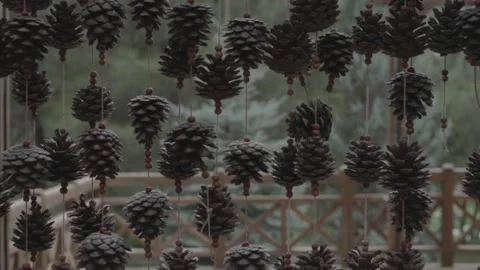 Luxury pine tree fruit with beautiful background Stock Footage 229187506
