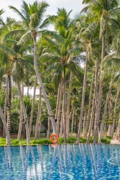 Luxury Resort Infinity Pool and Palm Trees in Nha Trang Vietnam 写真素材