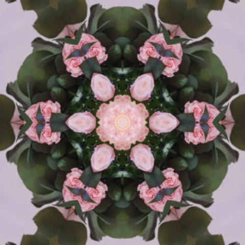 Luxury rose and leaf design concept,Seamless geometry Circle Kaleidoscope Stock Footage 227527635