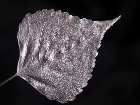 Luxury silver populus leaf on black closeup Stock Photos