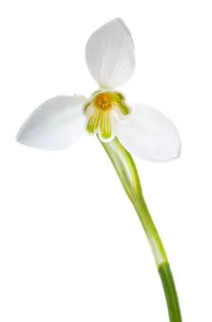 Luxury spring easter Snowdrop flower - Galanthus nivalis - isolated Stock-Fotos