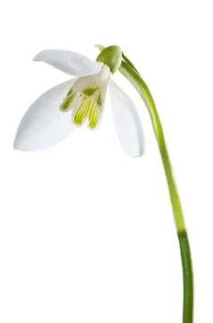 Luxury spring easter Snowdrop flower - Galanthus nivalis - isolated Stock-Fotos
