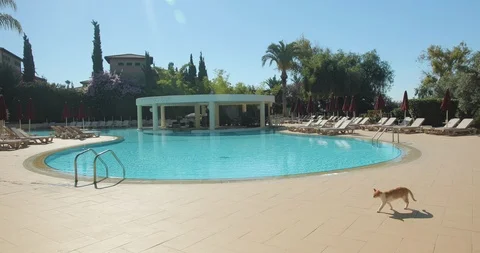 Luxury swimming pool Stock-Footage 93771228