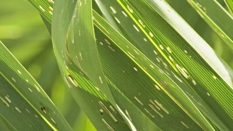 Luxury Vacation Vibe: Sun-Drenched Palm Leaves with Shadow Play (ProRes 422) Stockbeeldmateriaal 324606053