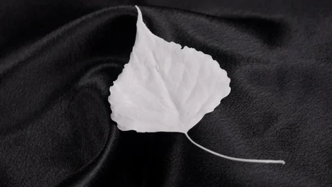Luxury white populus leaf rotating on black 4k. Stock Footage 97353786