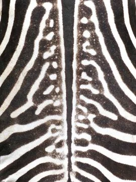 Luxury Zebra Pattern Texture Black and White Background Stock Photos