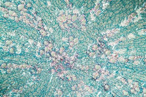 Luzerne Stock Photos