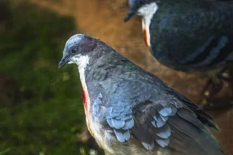 Luzon Bleeding-heart Doves Stock Photos