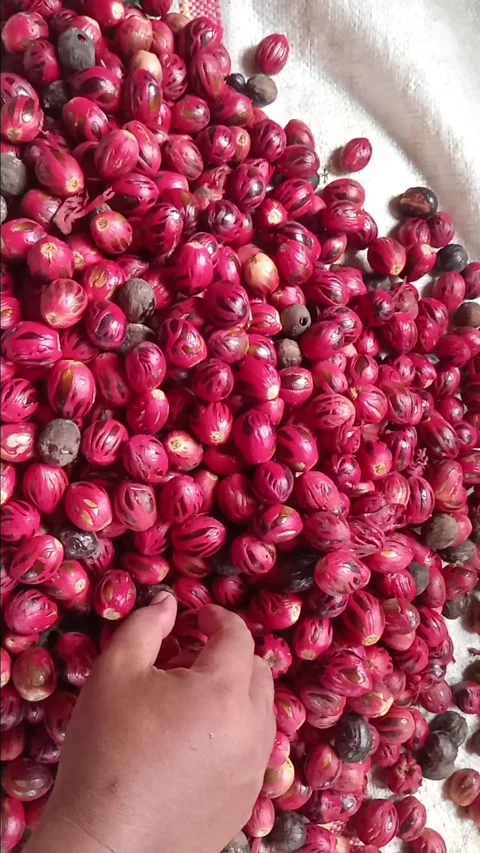 Lv 0 20250309094953 Stock Footage 304559953