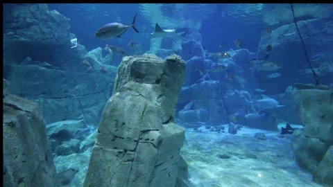 Lv 0 20251013124602 Stock Footage 324933376