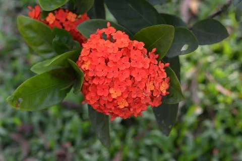 Lxora Coccinea Stock Photos