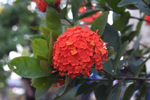 Lxora Coccinea Stock Photos