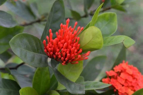 Lxora Coccinea Stock Photos