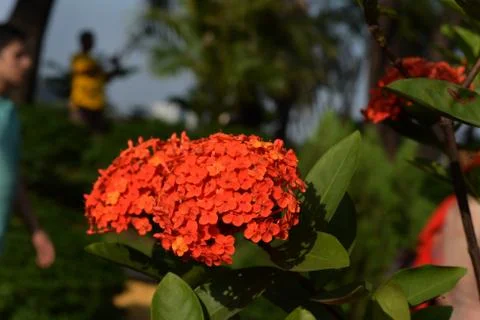 Lxora Coccinea Stock Photos