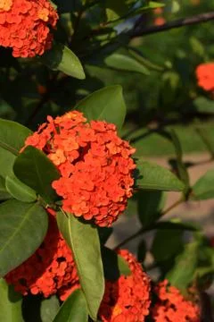 Lxora Coccinea Stock Photos