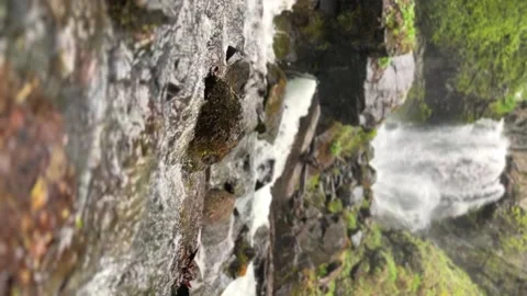 Lyazhginsky waterfall in the spring forest.  Stock Footage 252805503