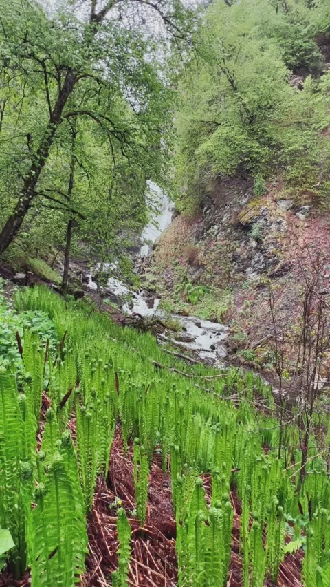 Lyazhginsky waterfall in the spring forest.  Stock Footage 273371135
